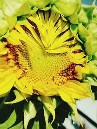 Close-up of yellow flowers