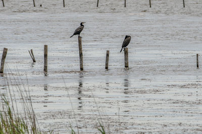 Close-up of wooden post