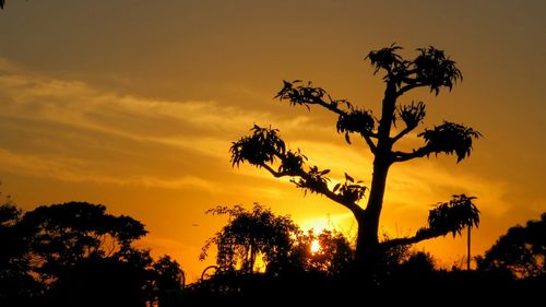 Silhouette of trees at sunset