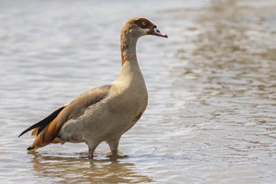 Close-up of duck in lake