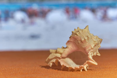 Close-up of shell on beach