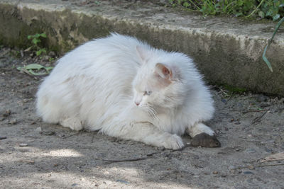 A white cat holds a mouse by the tail with its paw