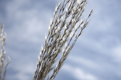 Close-up of wheat growing on field against sky