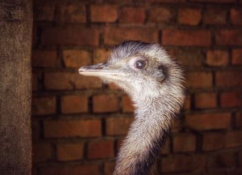 Close-up of ostrich against brick wall