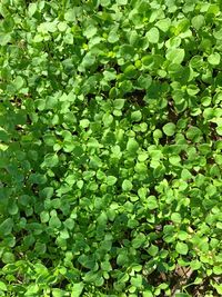 Full frame shot of plants growing on field