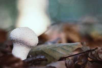 Close-up of mushroom