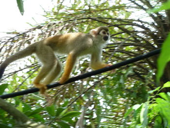 Low angle view of monkey on tree in forest