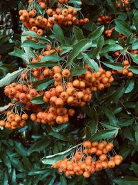 Close-up of orange fruits on plant