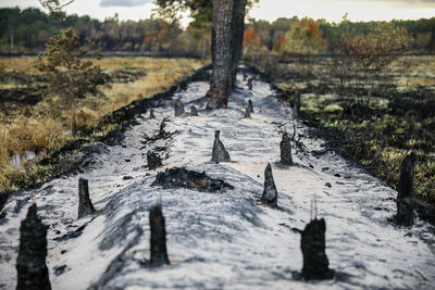 Surface level of trees on field