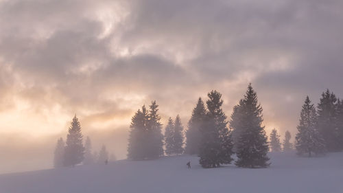 Trees on snow covered land against sky