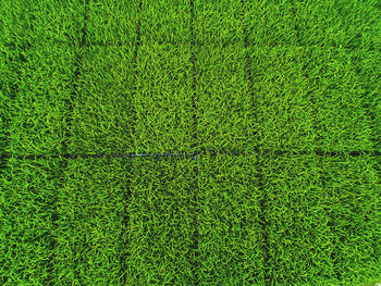 Full frame shot of field