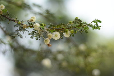 Close-up of flower tree against sky