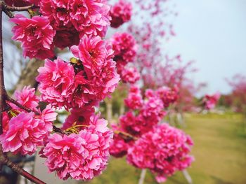 Close-up of pink flowers