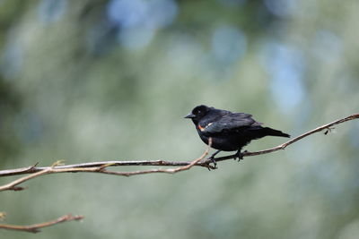 Close-up of bird perching on branch