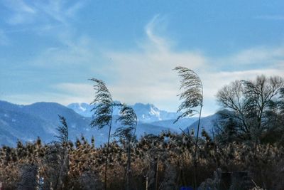 Trees on landscape against sky