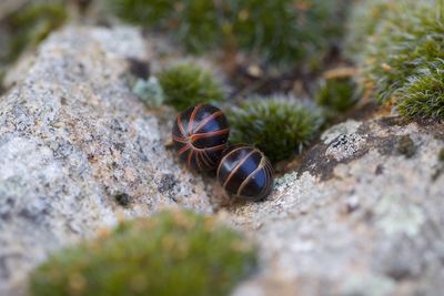 Close-up of insect on rock