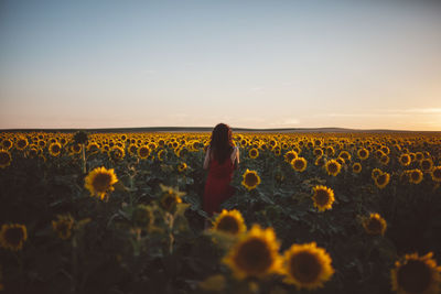 Woman at sunflower field against clear sky