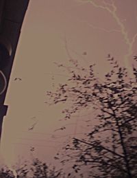 Low angle view of tree against sky
