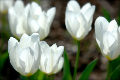 Close-up of white flowers