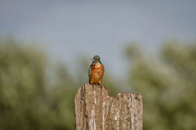 Close-up of bird perching on wooden post