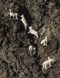 Mountain goats climbing on rocks at yukon_charley rivers national preserve