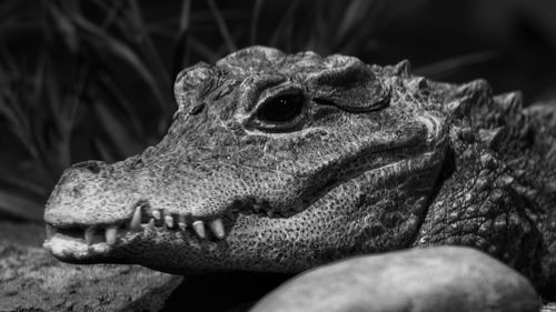 Close-up of animal eye