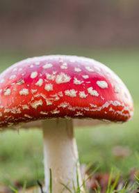 Close-up of fly agaric mushroom on field