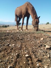 Horse standing in a field