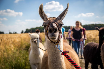 Portrait of horse on field