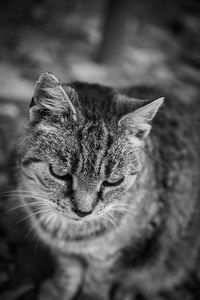 Close-up portrait of cat against blurred background