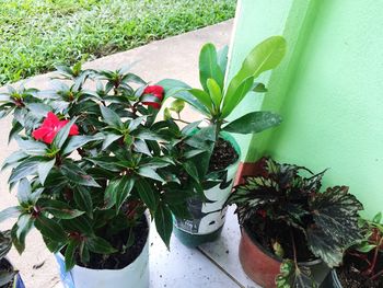 Close-up of potted plant