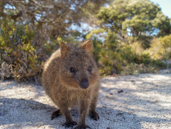 Portrait of an animal on field