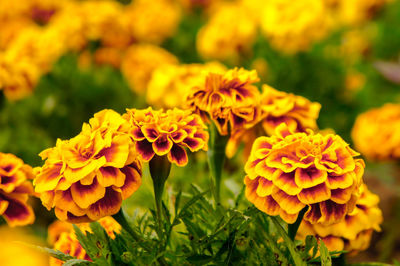 Close-up of yellow marigold flowers in park