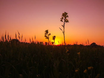 Plants growing on field against sky during sunset