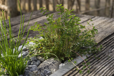 Close-up of plant