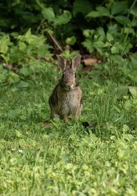 Portrait of turtle on field