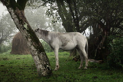 Horse in a field