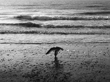 View of a bird on beach