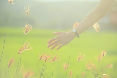 Cropped hand of woman touching plants in sunny day