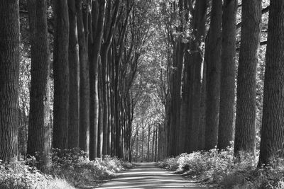 Walkway amidst trees in forest