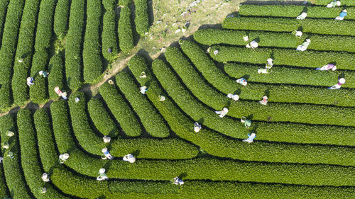 Harvesting tea in moc chau, son la, vietnam, this is the largest tea farm in the north of vietnam. 
