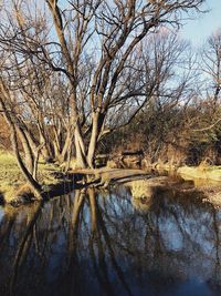 Bare trees by lake in forest against sky