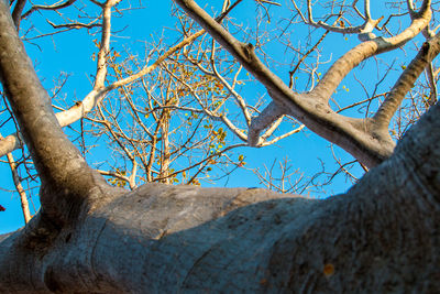 Low angle view of bare trees against clear blue sky