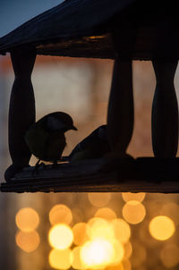Close-up of bird perching on a tree