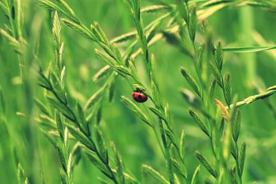 Close-up of ladybug on plant