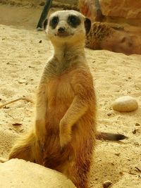 Close-up of lion sitting on rock at beach