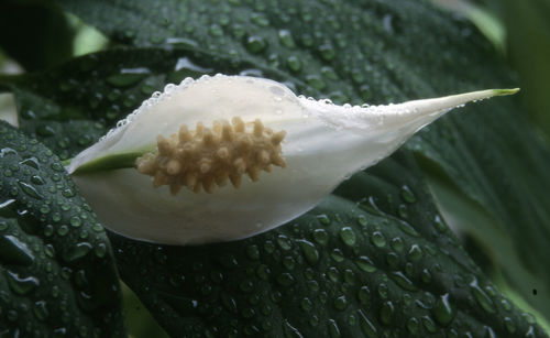 Close-up of peace lily