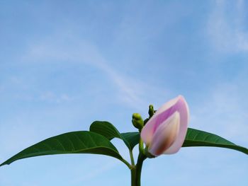 Close-up of flowering plant against sky