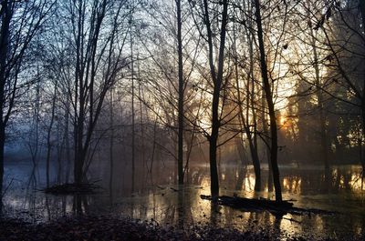 Bare trees in lake during winter