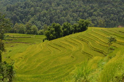 Scenic view of rice field